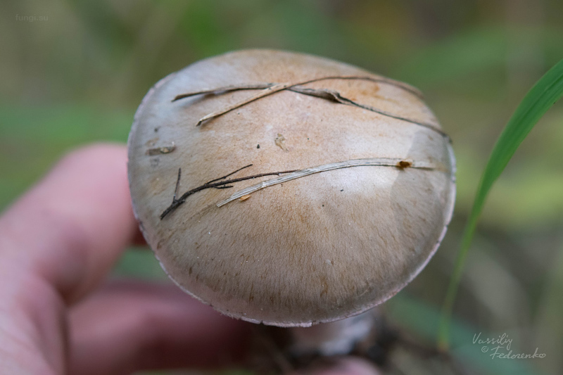 cortinarius_12.jpg