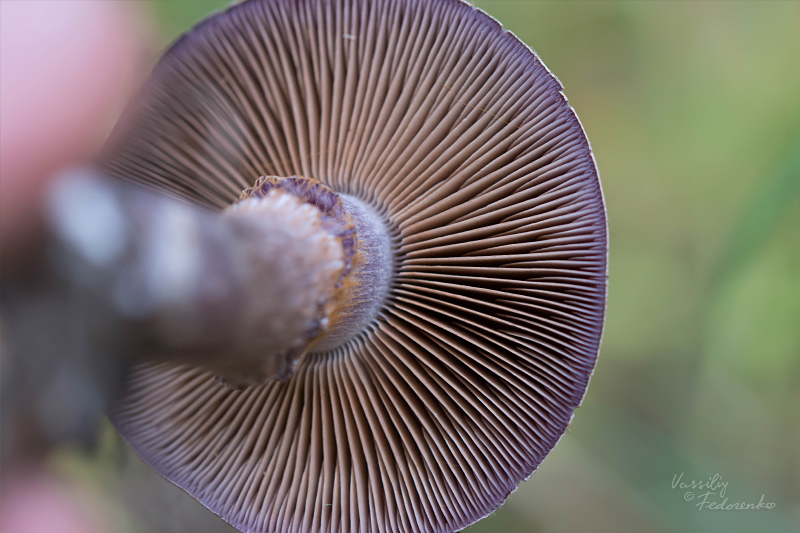 cortinarius_13.jpg