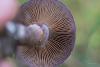 cortinarius_13_t1.jpg