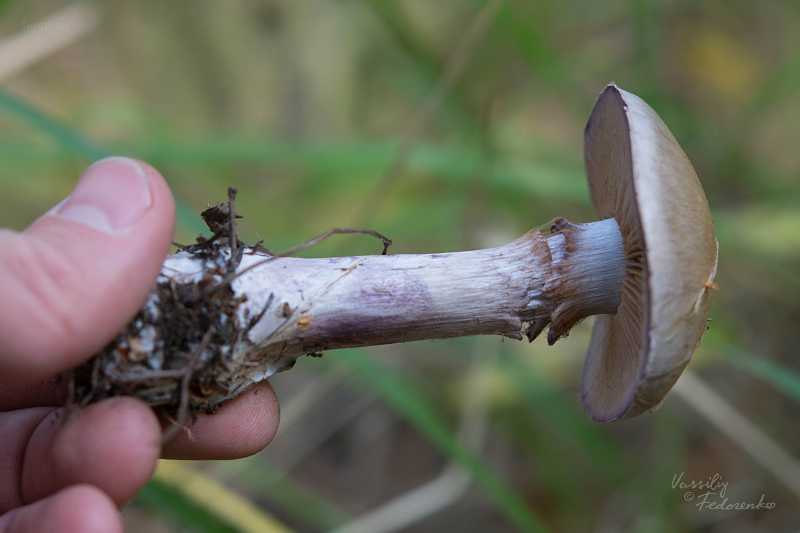 cortinarius_14.jpg