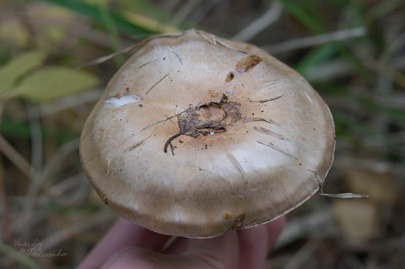 cortinarius_16.jpg