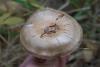 cortinarius_16_t1.jpg