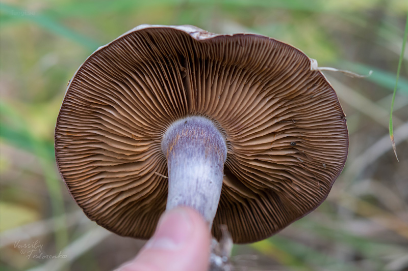 cortinarius_17.jpg