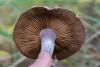 cortinarius_17_t1.jpg