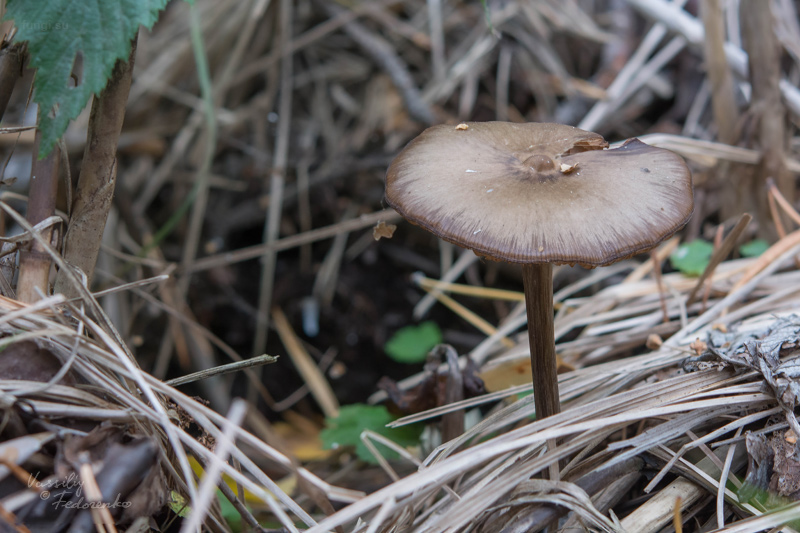 entoloma_01.jpg