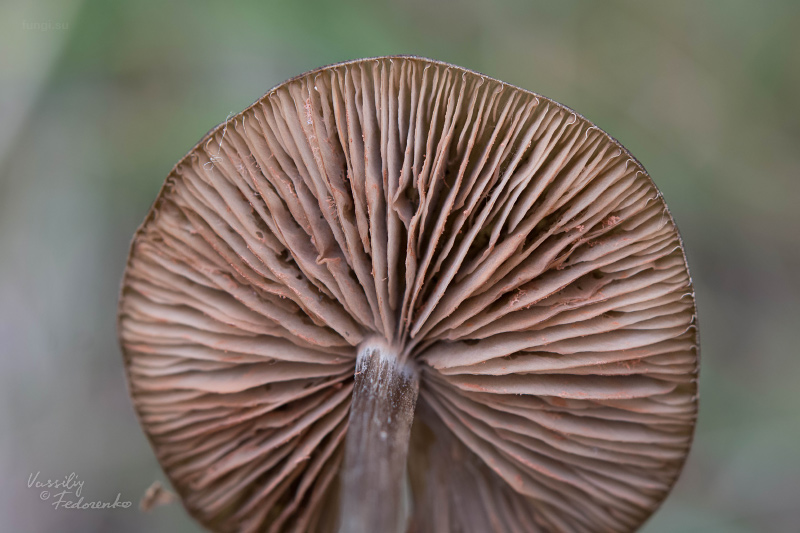 entoloma_02.jpg