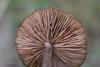 entoloma_02_t1.jpg