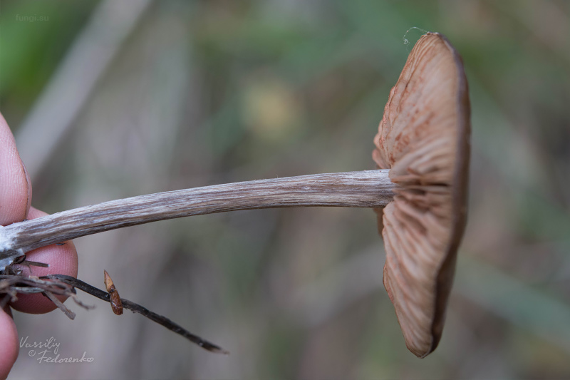 entoloma_03.jpg