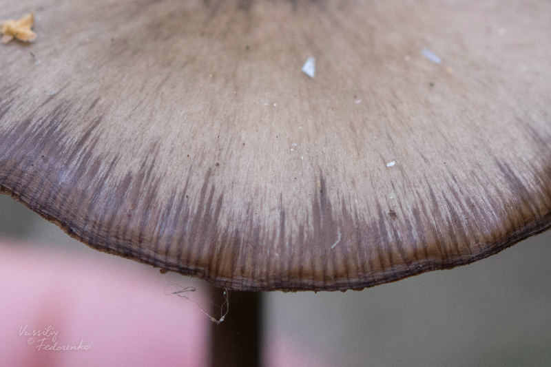 entoloma_04.jpg