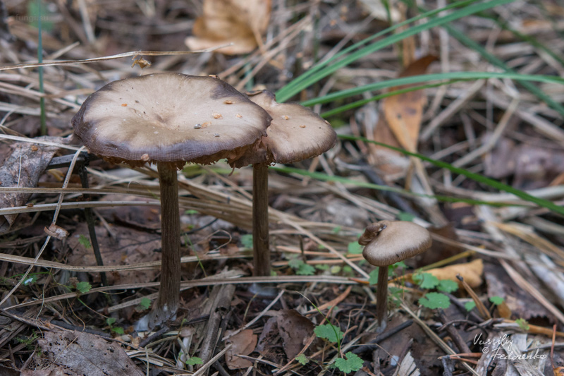 entoloma_05.jpg