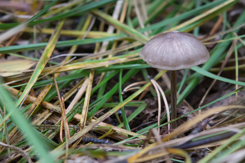 entoloma_06.jpg