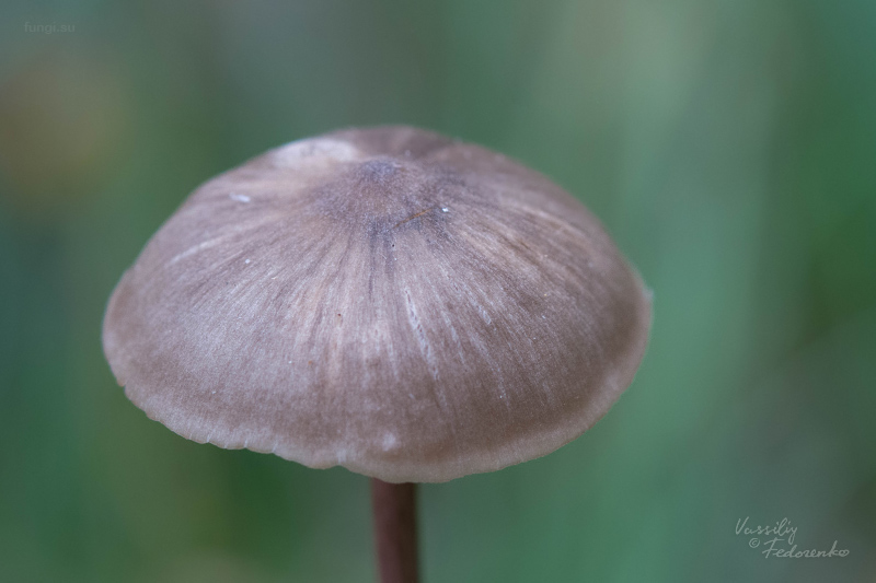 entoloma_07.jpg