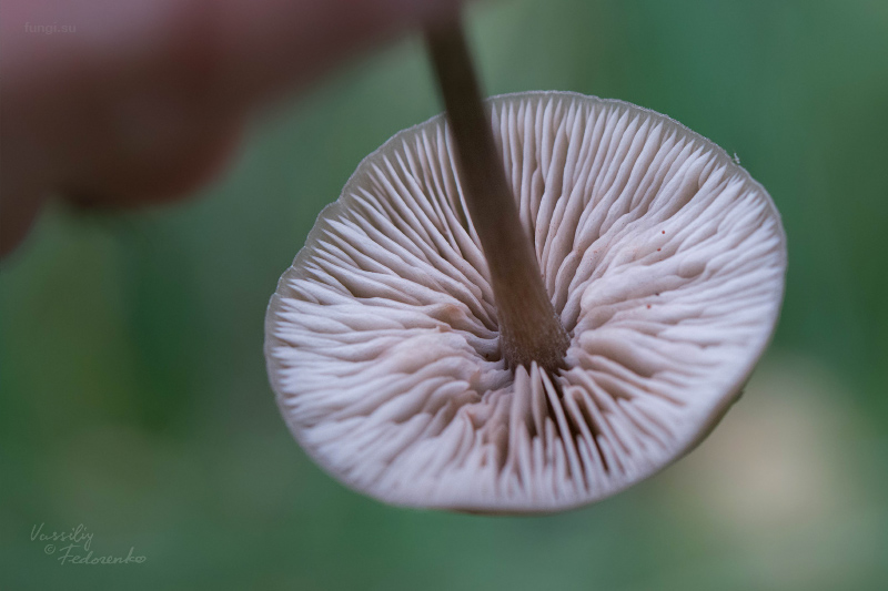 entoloma_08.jpg