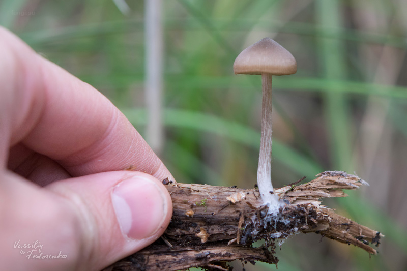 entoloma_11.jpg