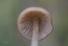 entoloma_12_t1.jpg