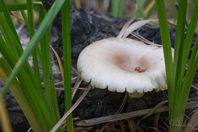 fungi_01_2.jpg