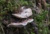 fungi_01_t1_1.jpg