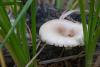 fungi_01_t1_2.jpg