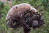 fungi_03_t1_1.jpg