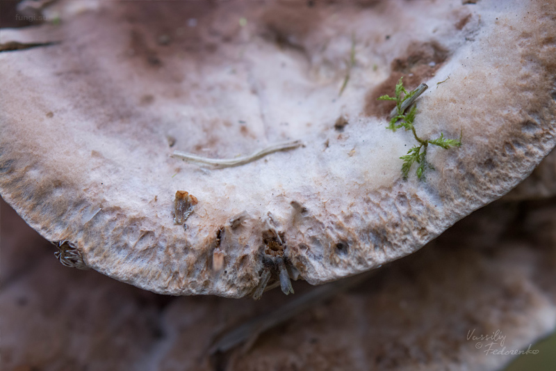 fungi_05_1.jpg