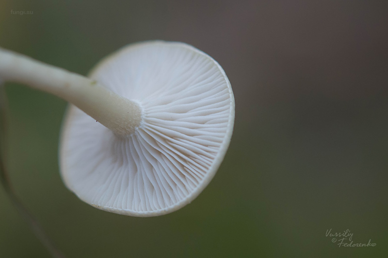 fungi_06.jpg