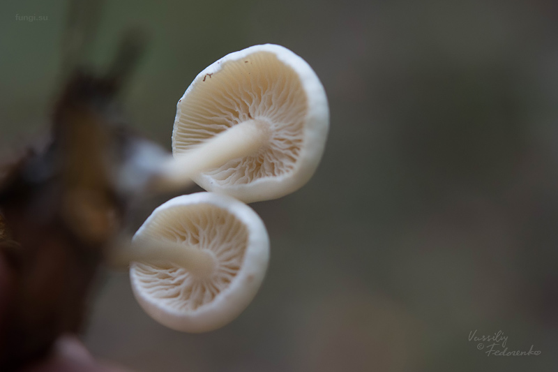 fungi_09.jpg