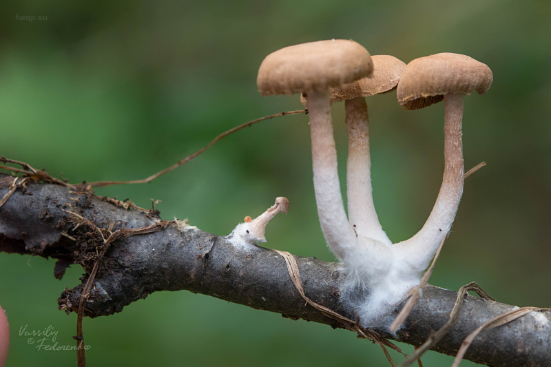 fungi_11.jpg