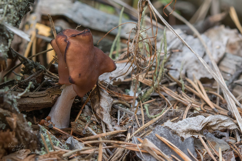 gyromitra-infula_01.jpg