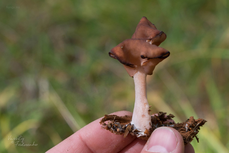 gyromitra-infula_02.jpg