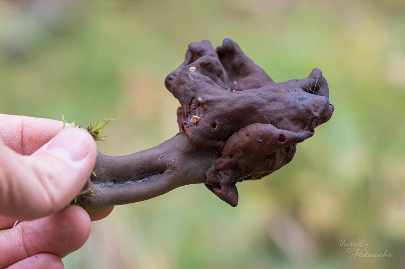 gyromitra_02.jpg