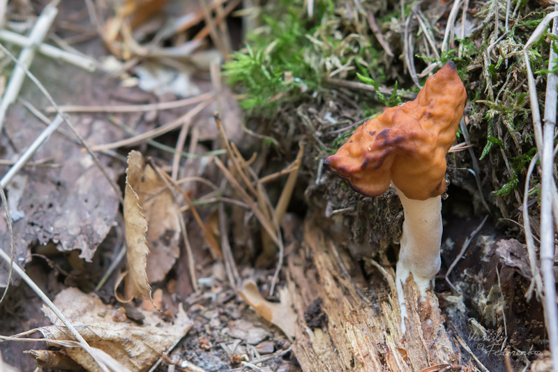gyromitra_03.jpg