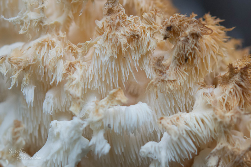 hericium_03.jpg