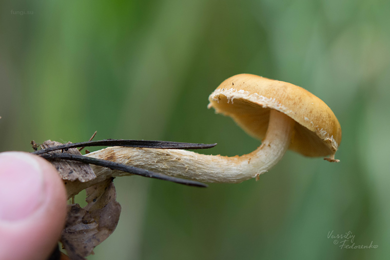 hypholoma_08.jpg