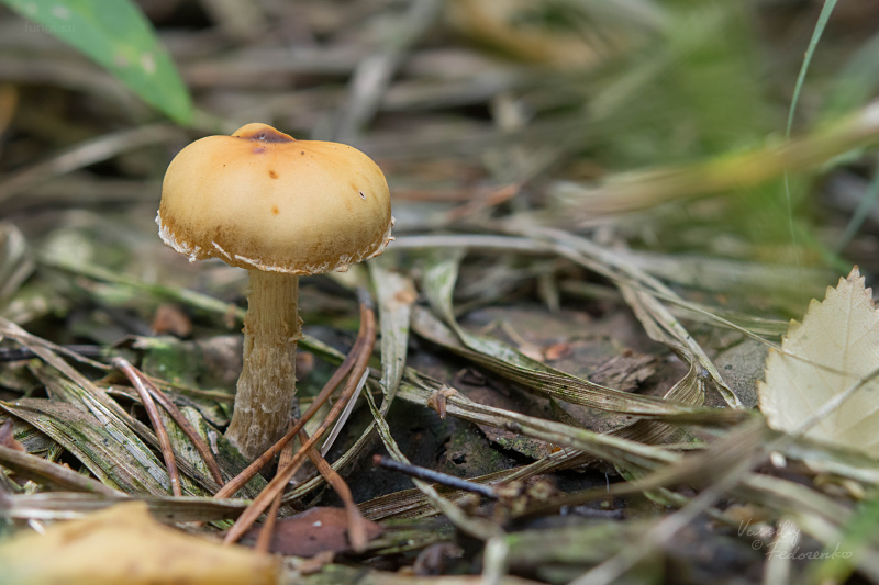 hypholoma_09.jpg