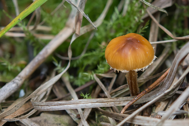 hypholoma_10.jpg