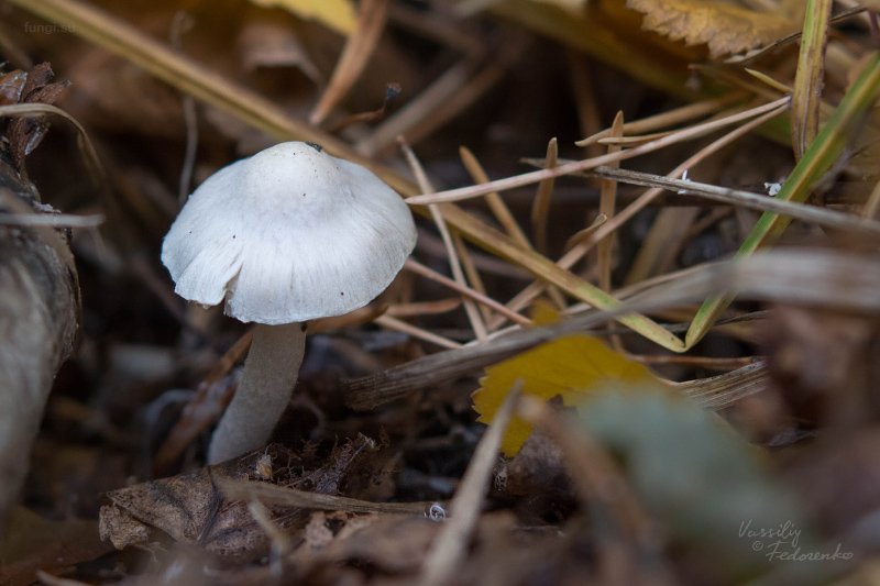 inocybe_01.jpg