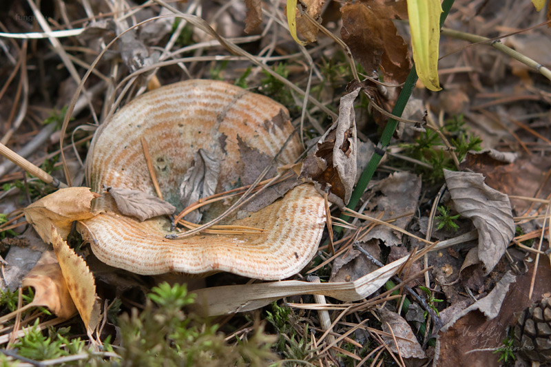 lactarius-quieticolor_01.jpg