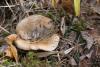 lactarius-quieticolor_01_t1.jpg