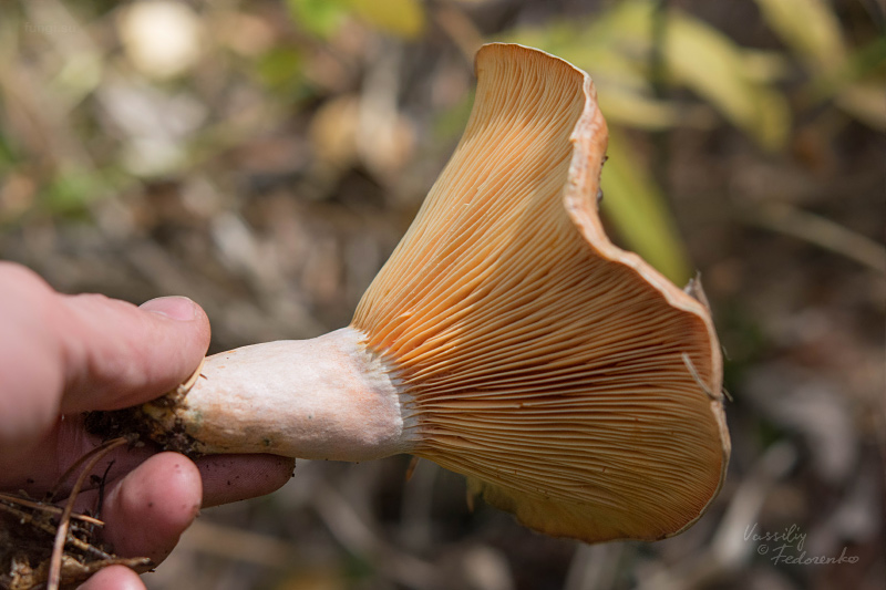 lactarius-quieticolor_02.jpg