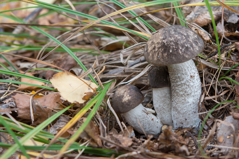 leccinum-01.jpg