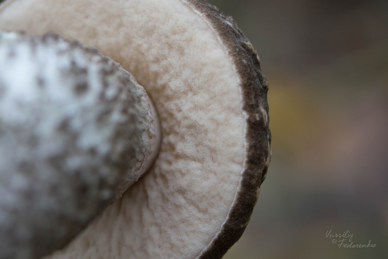 leccinum-04.jpg