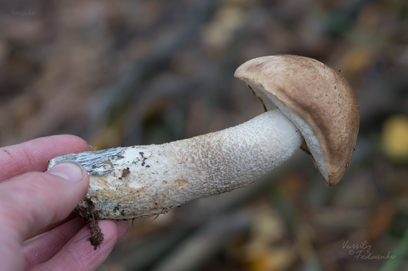 leccinum-duriusculum_02_1.jpg