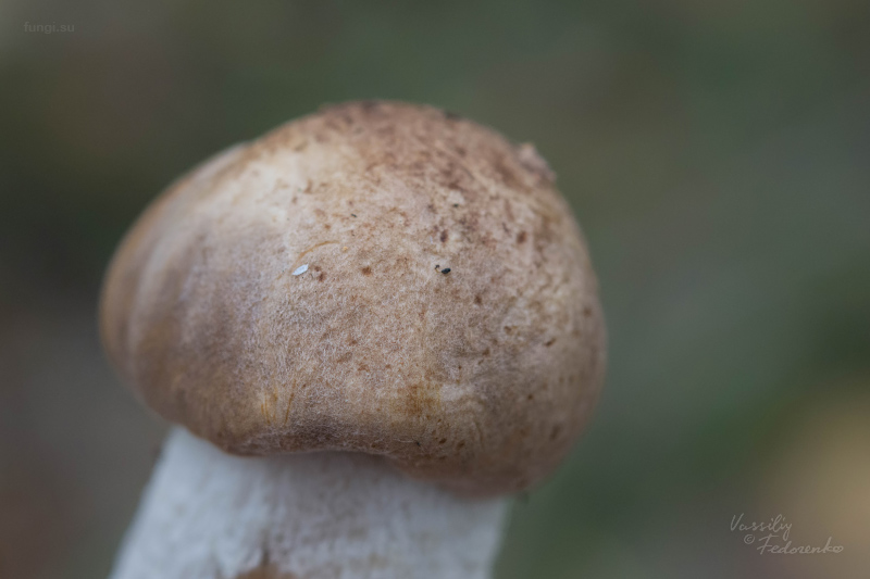 leccinum-duriusculum_03.jpg