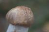 leccinum-duriusculum_03_t1.jpg