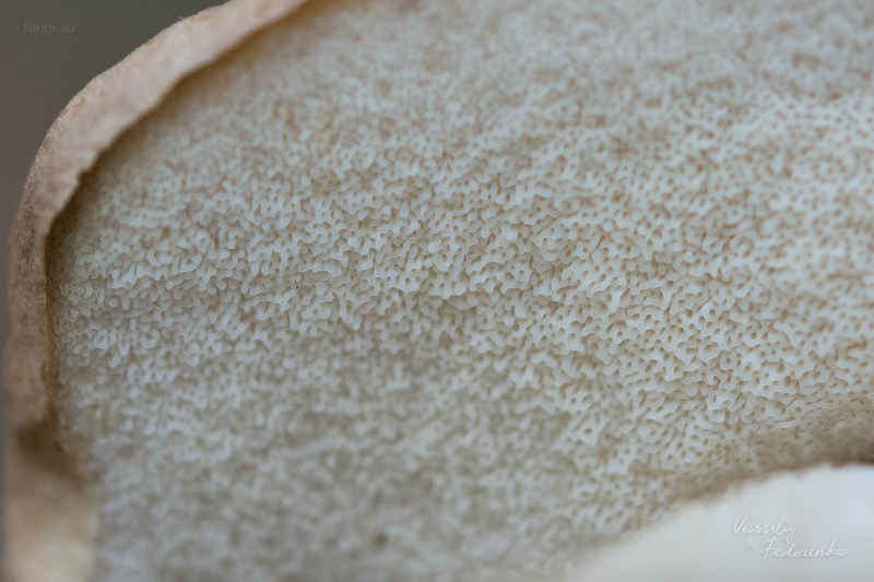 leccinum-duriusculum_04_1.jpg