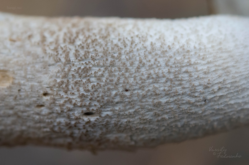 leccinum-duriusculum_05_1.jpg