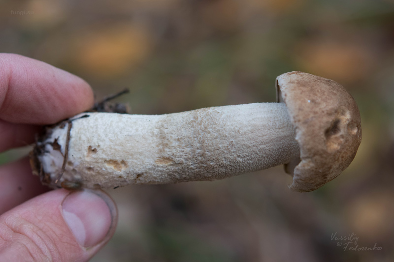 leccinum-duriusculum_07_1.jpg