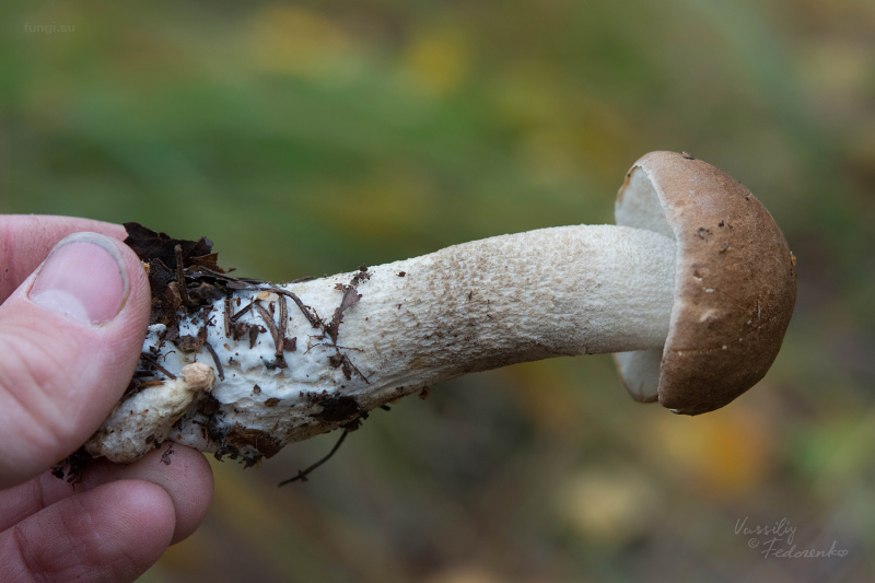 leccinum-duriusculum_13.jpg