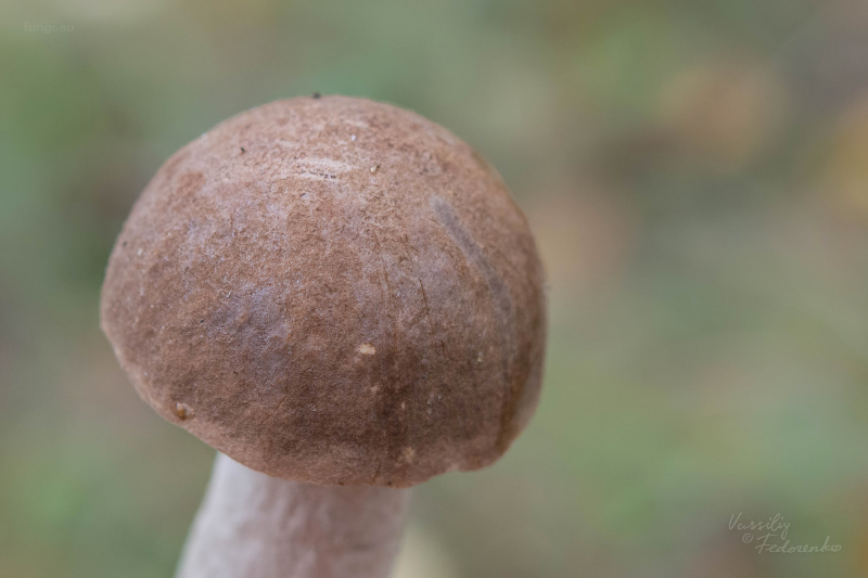 leccinum-duriusculum_18.jpg