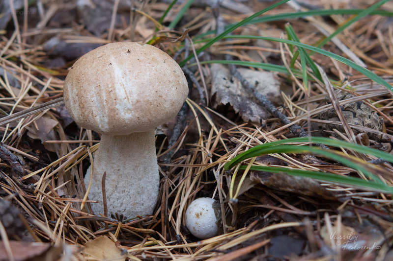 leccinum-duriusculum_19.jpg